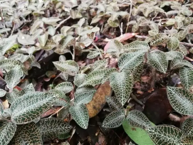 اكتشف العلماء الصينيون في ووهان عقار Anoectochilus Roxburghii بعد 20 عامًا من البحث ونجحوا في تطوير دواء بحثي مبتكر من الدرجة الأولى