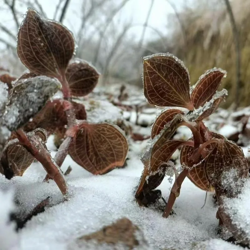 Anoectochilus Roxburghii المجفف والمزروع عضويًا